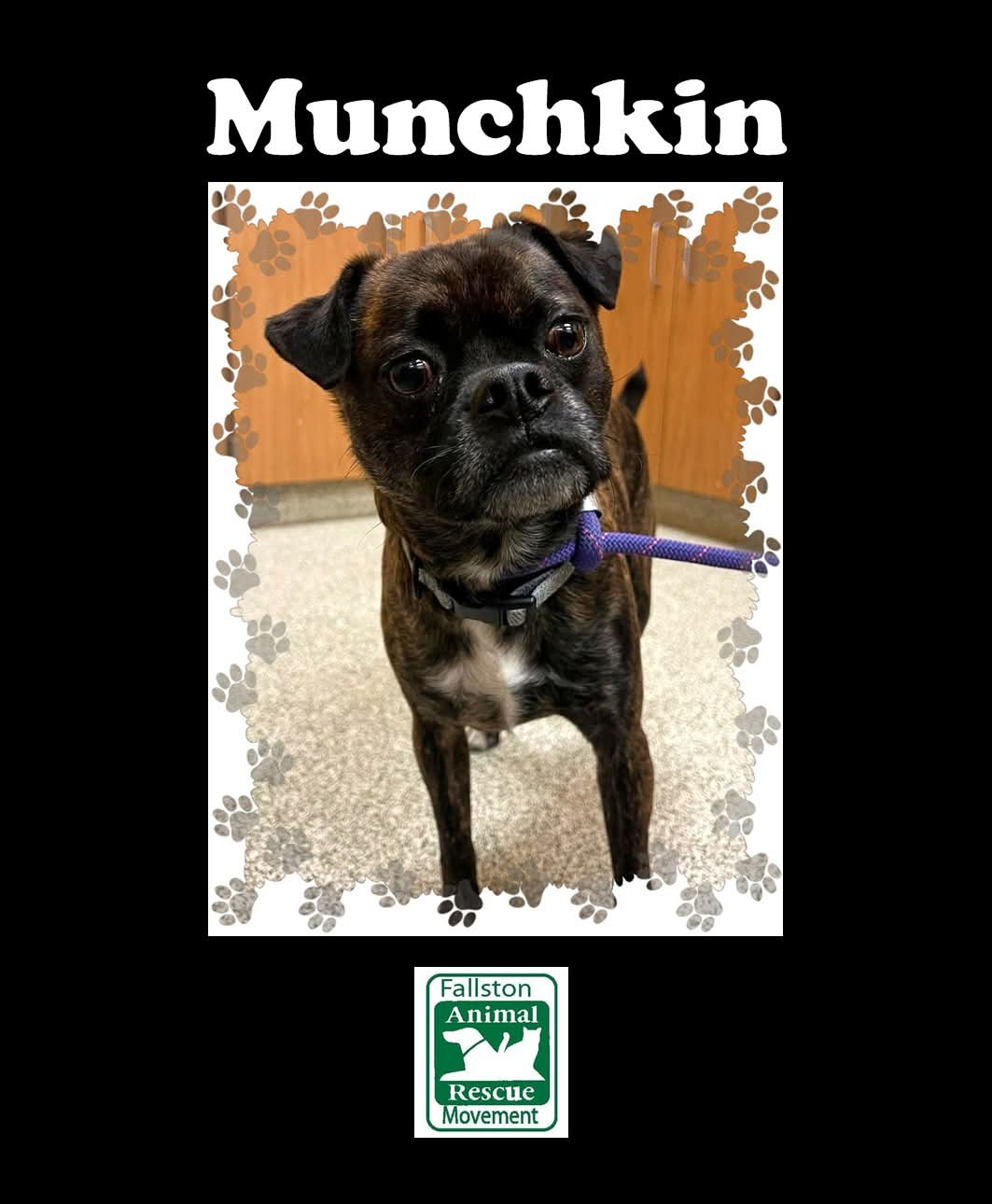 Leo ( Munchkin )